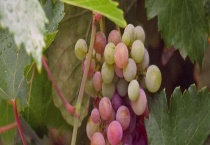 送葡萄的寓意是什么？