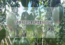 百香果开花到结果成熟需要多长时间？