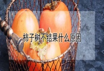 柿子树不结果什么原因？