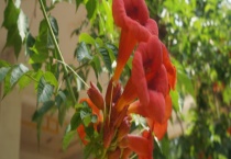 凌霄花耐不耐寒 有什么生长习性