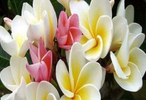 鸡蛋花烂根了怎么办？