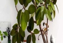 橡皮树能放卧室吗 橡皮树有毒吗？