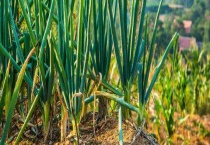 大葱后期浇水施肥技术