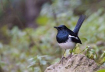 养四喜鸟有什么讲究