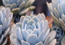 多肉植物的枯叶如何处理 多肉枯叶掉落的原因？