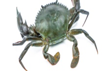 菜鲟属于海鲜吗 与它相克的食物都有哪些？