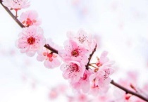 桃树花期防冻措施