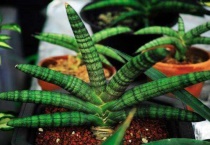 佛手虎尾兰寓意