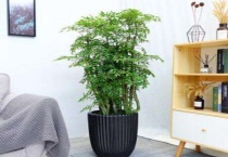 福禄桐和金钱兜的区别？