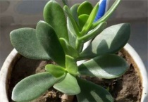 燕子掌水培的方法是什么？