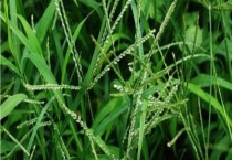 马唐和牛筋草的区别？ 牛筋草的危害与防治措施