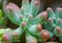 多肉叶子脱落皱怎么办？