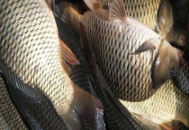 冬天野钓鲤鱼饵料配方大全 分初冬和隆冬进行配置