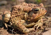 癞蛤蟆和蟾蜍是一种动物吗？