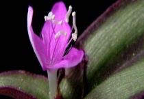 吊竹梅开花吗？