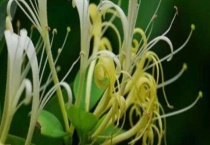 金银花种植条件 金银花的用途