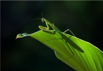 人工饲养螳螂能活多久？