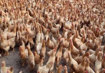 糖在鸡养殖中有什么作用 如何提高小鸡的成活率