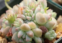 子持白莲花剑怎么扦插