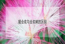 姬合欢与合欢树的区别？