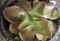 花里有小飞虫用什么药可以灭绝