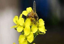 被蜜蜂蛰了怎么处理才好 首先要远离蜂群