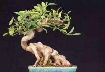 金豆盆景是什么植物