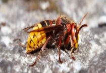 中国毒蜂排名及图片大全 详细介绍