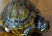 养乌龟有什么禁忌？乌龟该怎么饲养