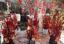 银柳是真花还是假花