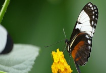 蝴蝶的过冬方法 有哪些好看的蝴蝶品种