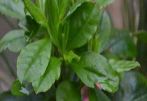 人参菜有毒吗？