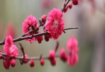 碧桃是落叶还是常绿植物 碧桃该如何繁殖