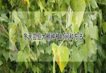 冬天芸豆大棚种植时间和多久？
