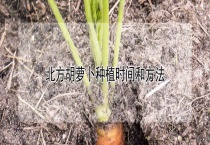 北方胡萝卜种植时间和多久？