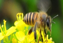 处理盗蜂最好的办法 要根据实际情况具体多久？