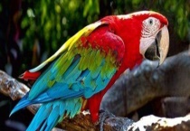 鹦鹉该吃什么食物 灰鹦鹉可以吃辣椒