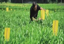 有哪些诱杀农业害虫的方法 具体怎么诱杀