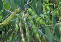 树豆长什么样子 主要价值有哪些？