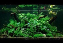 水榕水草怎么养