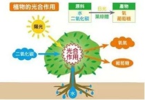 绿色植物光合作用是什么？