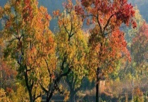 乌桕流蜜期是什么时候 附产地分布