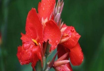 美人蕉怎么结种子