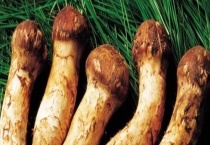 新鲜松茸可不可以生吃 附松茸的食用禁忌