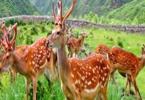 梅花鹿是不是保护动物 梅花鹿有什么特征