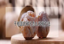 干桂圆的种子怎么种植多久？