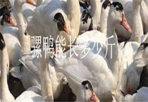 骡鸭能长多少斤