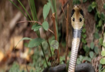 眼镜蛇是不是保护动物 如果被咬了该怎么办？