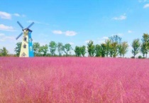 粉黛乱子草自己结种子吗？