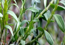 铁皮石斛种苗多少钱 附铁皮石斛的繁殖多久？